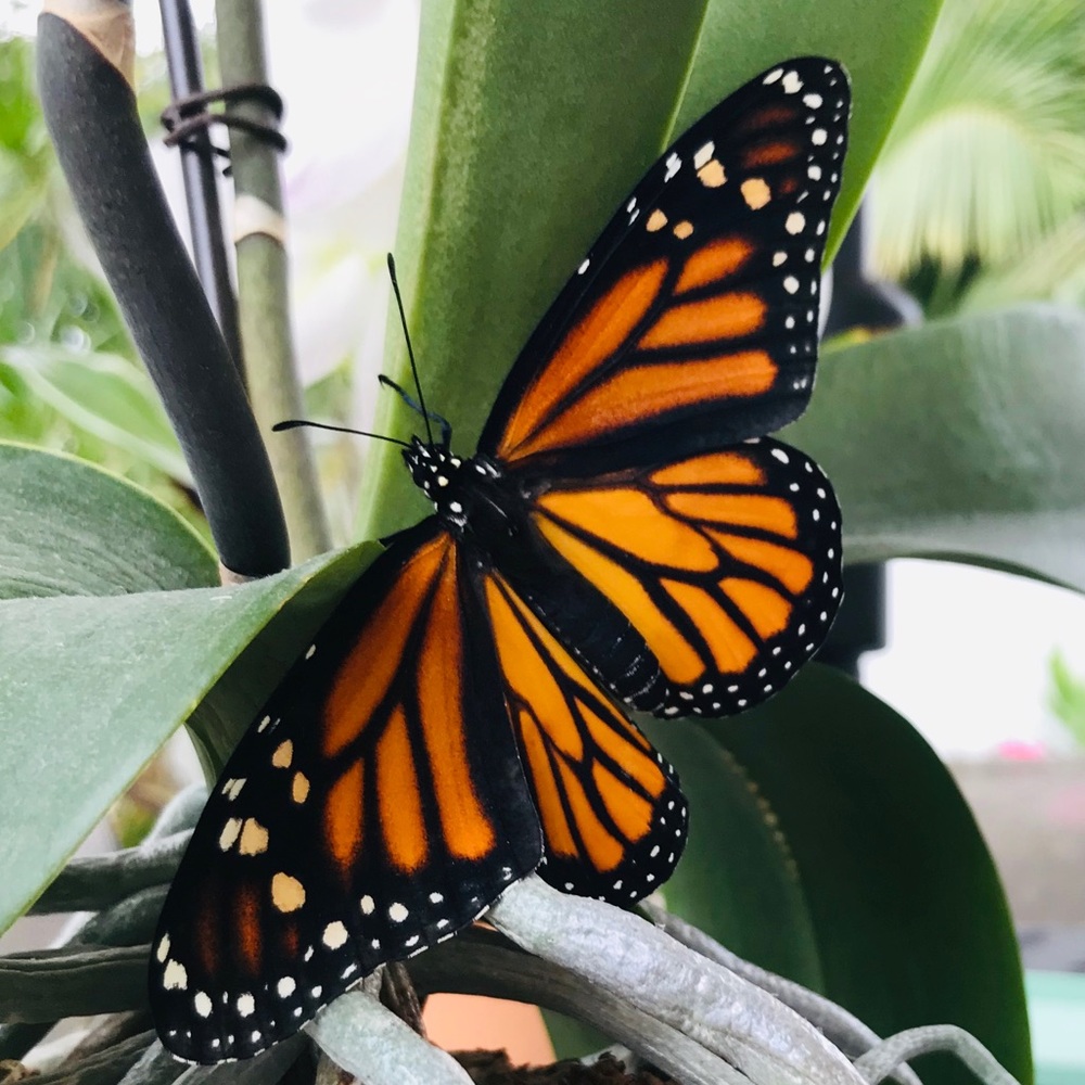 Meet your Posher, Allie